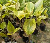 VARIAGATED BOT LIVE PLANT