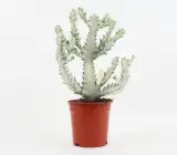 WHITE GHOST CACTUS PLANT
