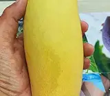 Yellow Banana mango Fruit plant