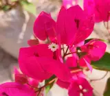 Partha Sarothi Veriket Bougainvellia