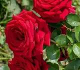 HYBRID GRAFTED ROSE FLOWERING PLANT(RED)