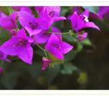 BOUGAINVILLEA FLOWERING PLANT(PURPLE)