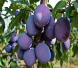 Satluj Purple Plum Aloo Bukhara Layering Grafted Fruit Plant