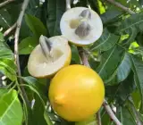 Abiu Fruit Plant – Pouteria Caimito Sweet Exotic Live Fruit Plant