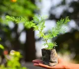Shami Live Plant – Sacred Prosopis Cineraria Plant for Home, Garden & Puja