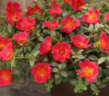 Portulaca FLOWERING PLANT(HANGING PLANT) RED