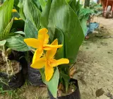 Chena lily flower plant