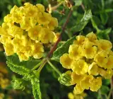 Lantana Flowers Plant - ( Yellow)