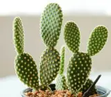 Bunny Ears Cactus(LIVE PLANT)