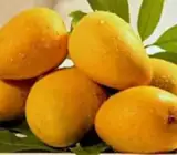 Sita Bhog Mango Plant (Grafted)