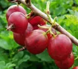 RED AMLA(AMLOKI)FRUIT PLANT