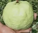 Thai 7 Guava-Fruit Plant