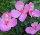 Tibouchina FLOWERING PLANT(PINK)