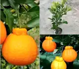 Dekopon orange plant