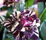 Abracadabra Rose- Grafting Plant