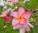 Plumeria(Pink) Flowers Plant