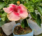Australia hibiscus flowers plants(valintin)