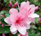 Azalea flowering plants(WHITE AND PINK)