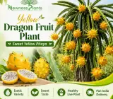 Yellow Dragon Fruit Plant – Sweet Yellow Pitaya Live Fruit Plant