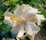 Austrian hibiscus- Grafting Plants( white Thoka)