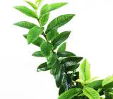 Chinese guava- fruit plant