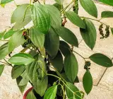 Thai Black Pepper Plant
