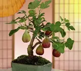 FIVE FINGERS FIG PLANT