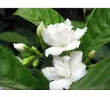 Scenled Tagor Flower Plant