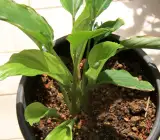 Black Ginger Plant