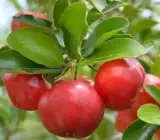 Cedar Bay Cherry Grafted Fruit Plant – Sweet Tropical Cherry Live Plant