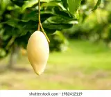 Doc Mai mango- GRAFTING FRUIT plant