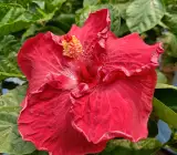 AMERICAN HIBISCUS PLANT(King size)