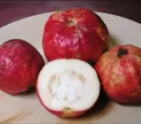 Apple Croos Guava Plant