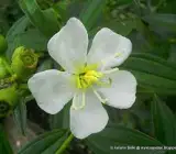 Tibouchina FLOWERING PLANT(WHITE)