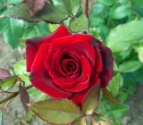HYBRID GRAFTED ROSE FLOWERING PLANT(RED)