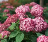 Hybrid Hydrangea FLOWERING plants(PINK)