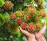 Rambutan - Fruit plant