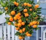 Setoka Orange Fruit Plant