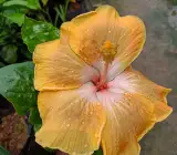 AMERICAN HIBISCUS PLANT( light yellow)