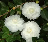 CAMELLIA FLOWERING PLANT(WHITE)