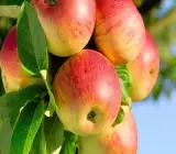Apple Gold ( Grafting) - Fruit Plant