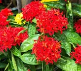 Chinese ixora FLOWERING PLANT(RED)