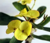Euphorbia flowering plant(YELLOW)