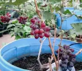 Sarad Seedless Grape plant