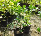 Red Strawberry Guava-(Seedling & Layering Plants)
