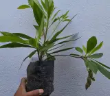Hybrid Rudrakhas plant