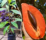 Mammi safeda Fruit Plant