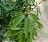 Mango Suvarnarekha(Grafted) – Fruit Plants