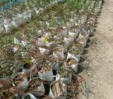 RED AMLA(AMLOKI)FRUIT PLANT