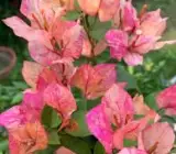 Arjuna bougainvillea